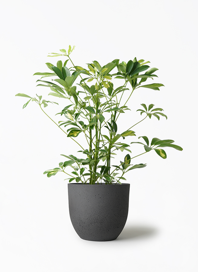 観葉植物 シェフレラ（カポック） 5号 斑入り インティ M 濃グレイ