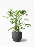 観葉植物 シェフレラ（カポック） 5号 斑入り インティ M 濃グレイ