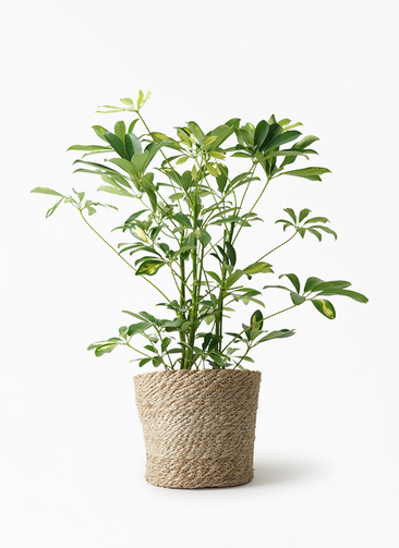 観葉植物 シェフレラ（カポック） 5号 斑入り ジュートポット0 付き