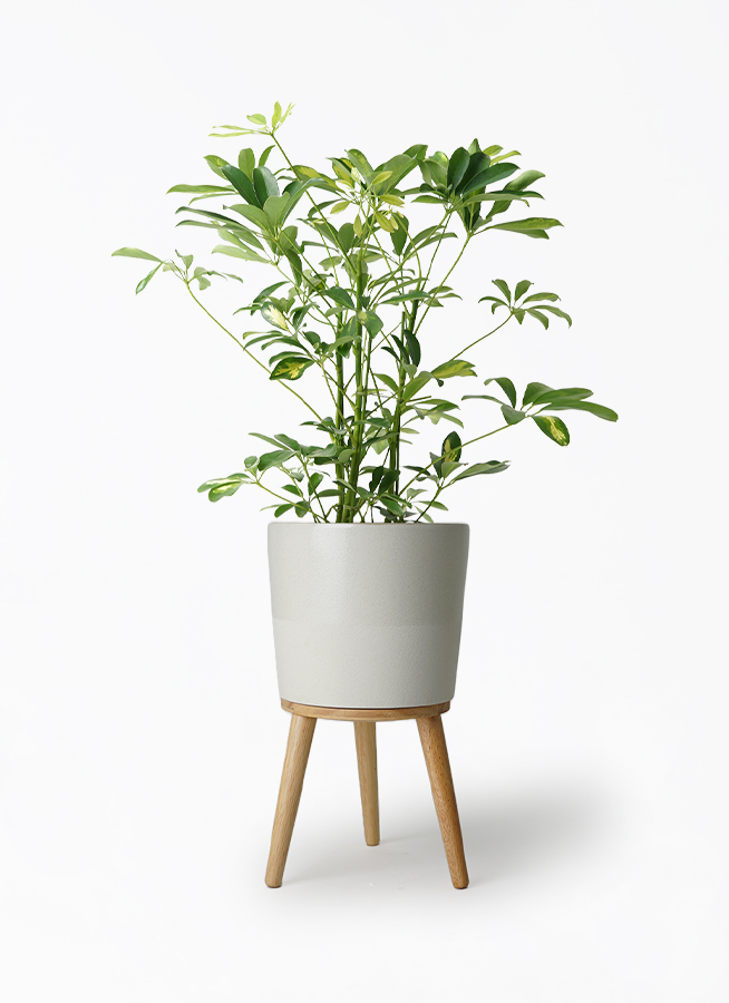 観葉植物 シェフレラ（カポック） 5号 斑入り エルナ 0 B 付き | 観葉