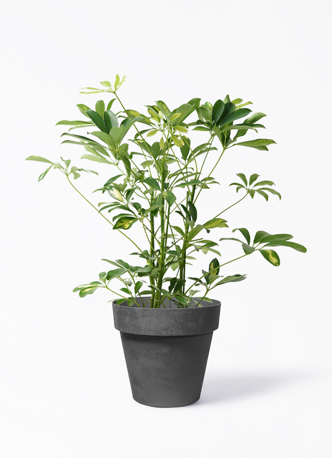 観葉植物 カポック（シェフレラ） 5号 斑入り ベラ ピンクパープル