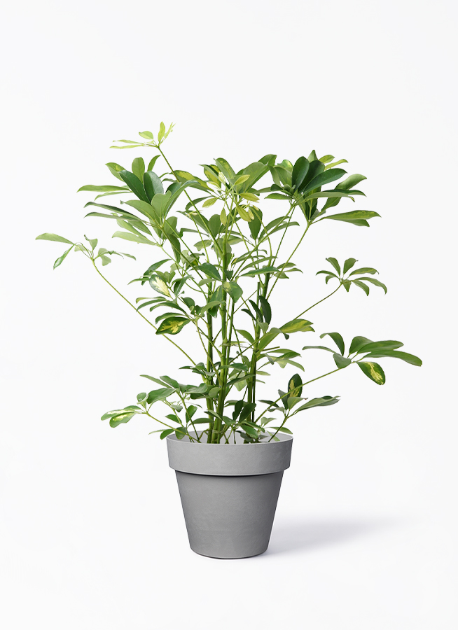 観葉植物 シェフレラ（カポック） 5号 斑入り プラスチック鉢 | 観葉