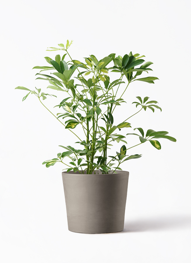 観葉植物 カポック（シェフレラ） 5号 斑入り インティ M 濃