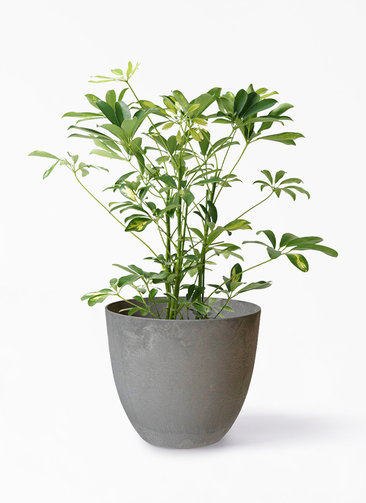 観葉植物 カポック（シェフレラ） 5号 斑入り ストーンウェア