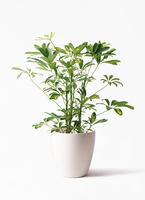 観葉植物 シェフレラ（カポック） 5号 斑入り ストーンウェア
