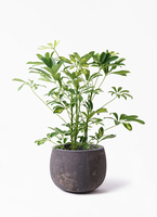 観葉植物 シェフレラ（カポック） 5号 斑入り プロスパー トゥーボ