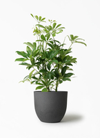 kapok-703_1.jpg?1659415149