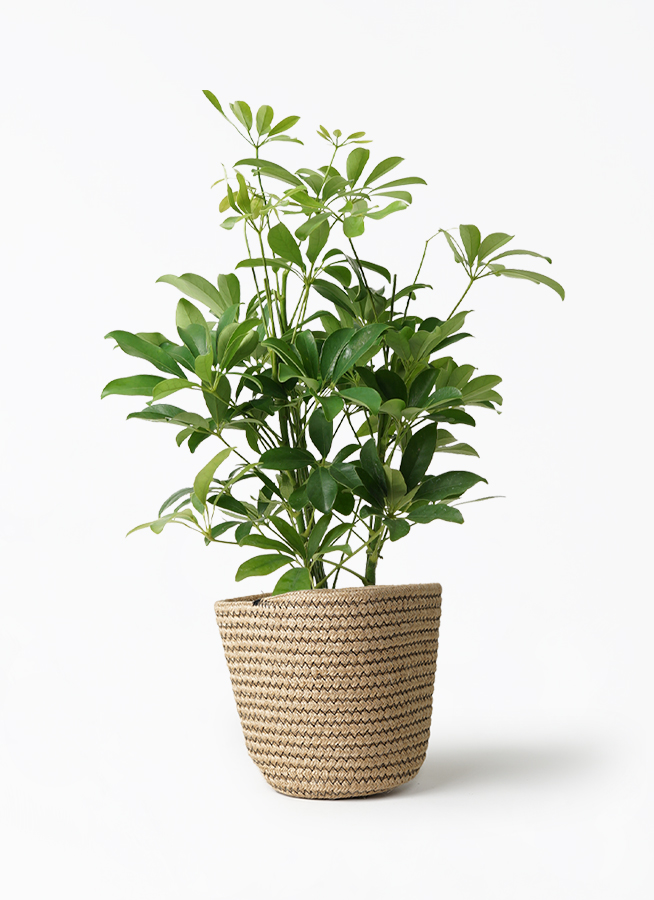 観葉植物 シェフレラ（カポック） 5号 ノーマル Rib Basket（リブ