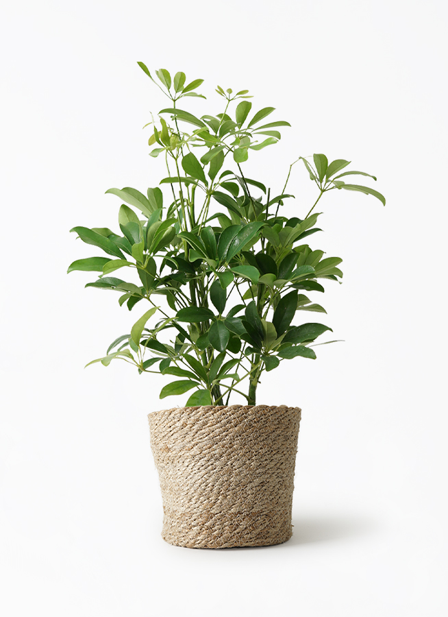 シェフレラ　S-Wave リビングサイズ‼️ no5 　高さ110ｃｍ 観葉植物 カポック（シェフレラ） 5号 ノーマル エドラ B 付き