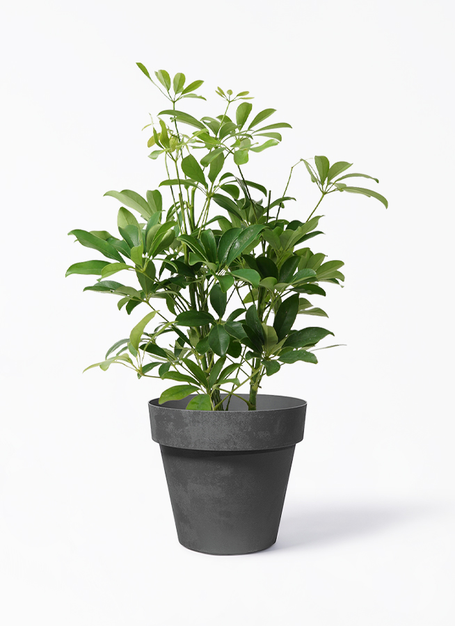 観葉植物 カポック（シェフレラ） 5号 ノーマル ストーンウェア