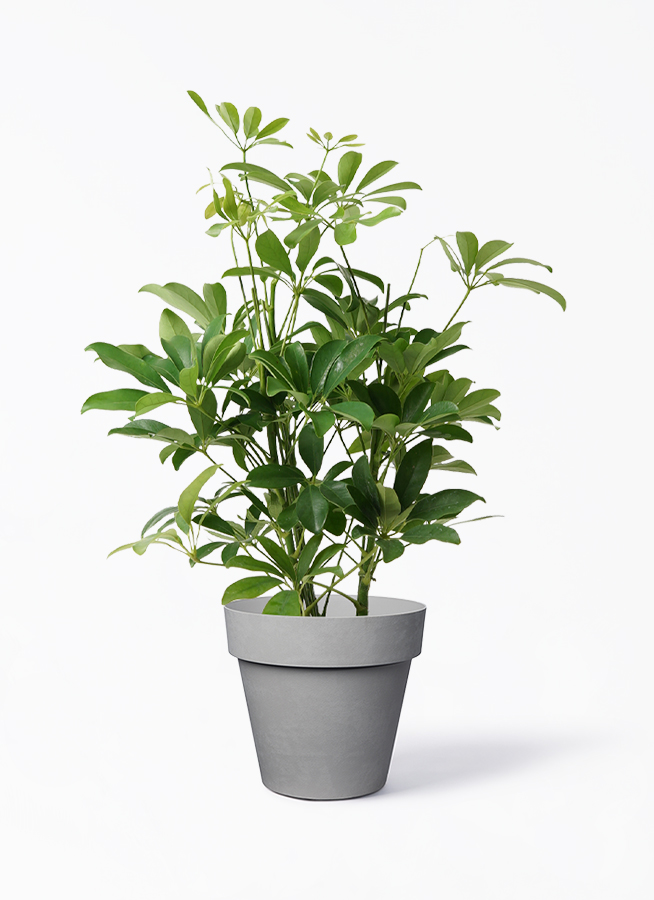 観葉植物 カポック（シェフレラ） 5号 ノーマル ベラ ピンクパープル