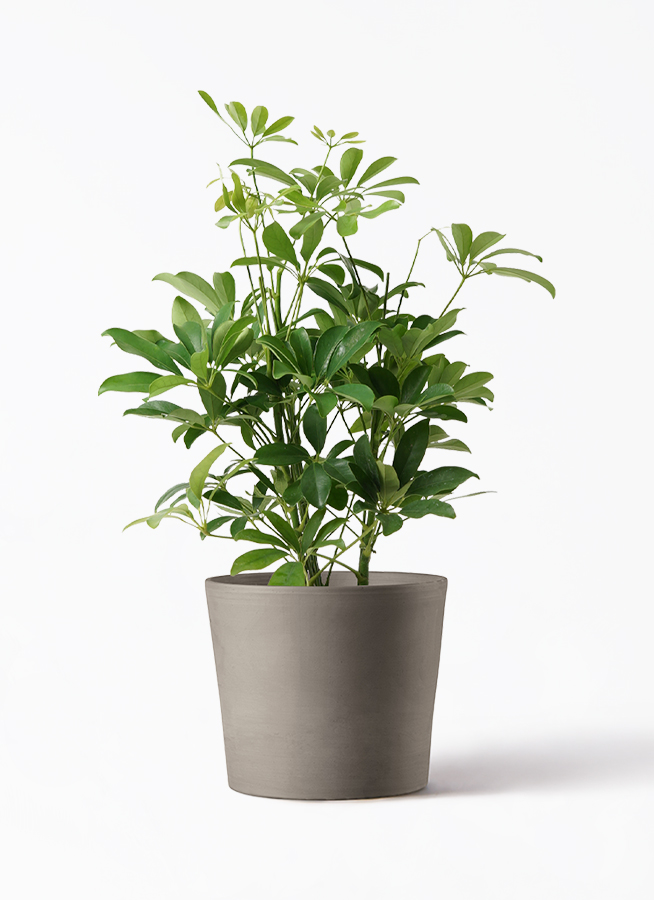 観葉植物 カポック（シェフレラ） 5号 ノーマル インティ M 濃