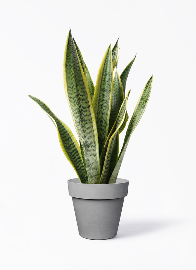 観葉植物 サンスベリア 5号 トラノオ ベラ ピンクパープル 付き | 観葉