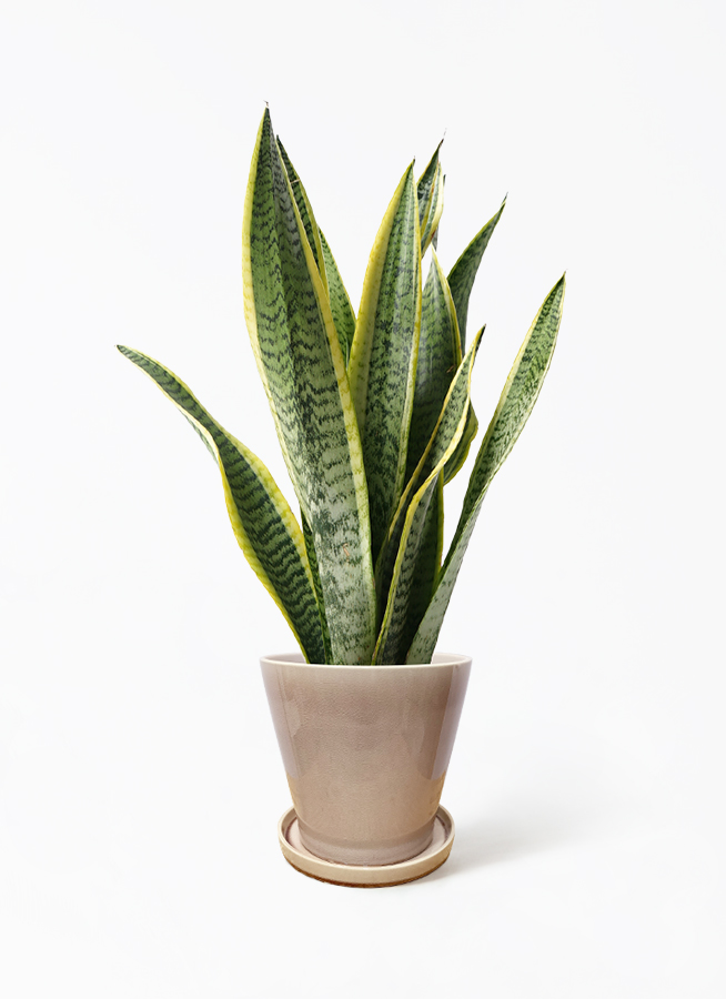 観葉植物 サンスベリア 5号 トラノオ ストーンウェア セラミック 