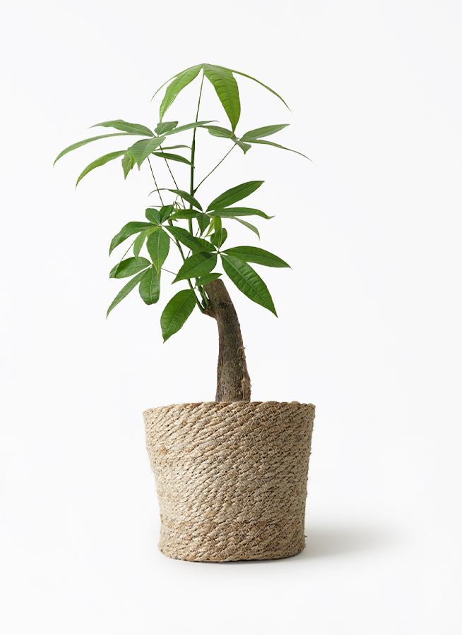 観葉植物 パキラ 5号 朴 シリンダーポット 植え替えキット付き