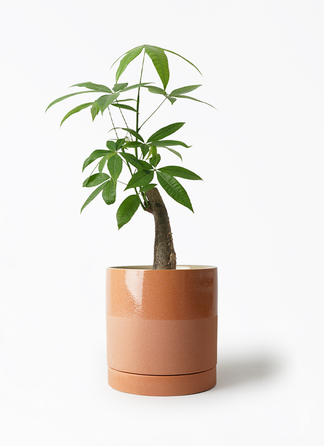 パキラ 曲がり 観葉植物 5号鉢植え - パキラ