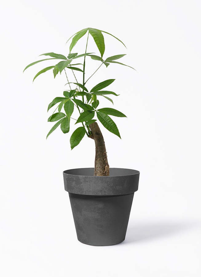 観葉植物 パキラ 5号 朴 エドラ B 付き | 観葉植物ならHitoHana(ひとはな)