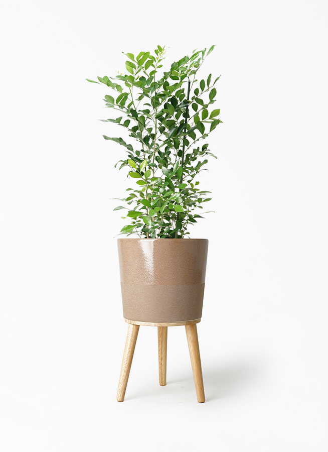 観葉植物 シルクジャスミン（げっきつ） 5号 エドラ B 付き | 観葉植物