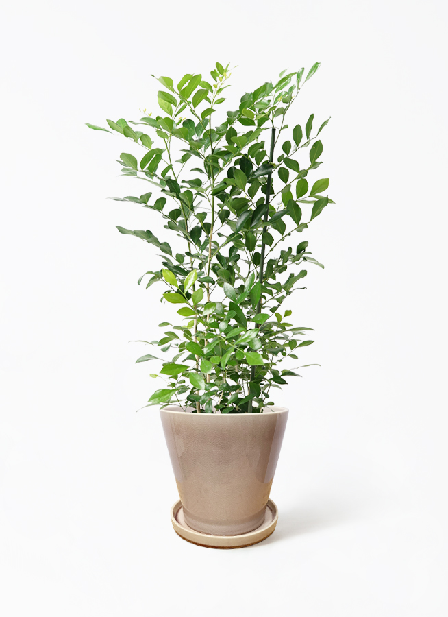 シルクジャスミン　花が咲き実が成る観葉植物　室内外 シルクジャスミン(ゲッキツ)の育て方｜剪定や花が咲かないときを解説
