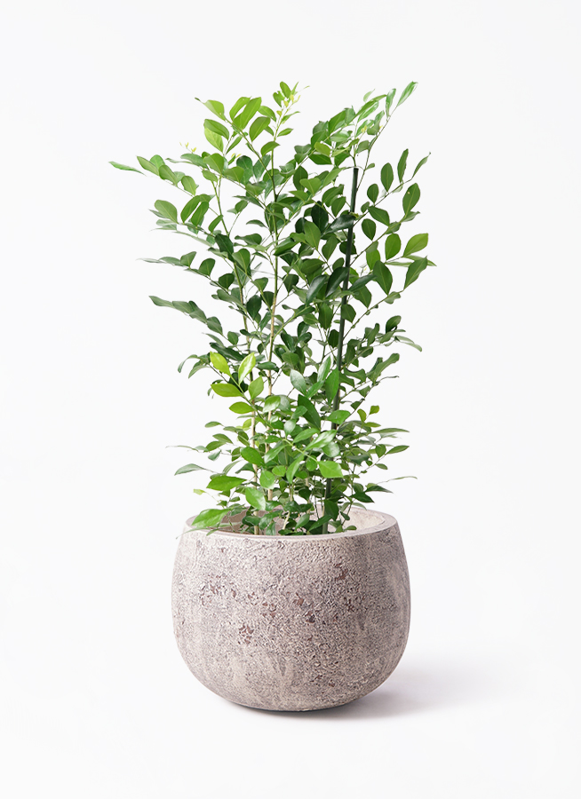 観葉植物 シルクジャスミン（げっきつ） 5号 フリットバルーン