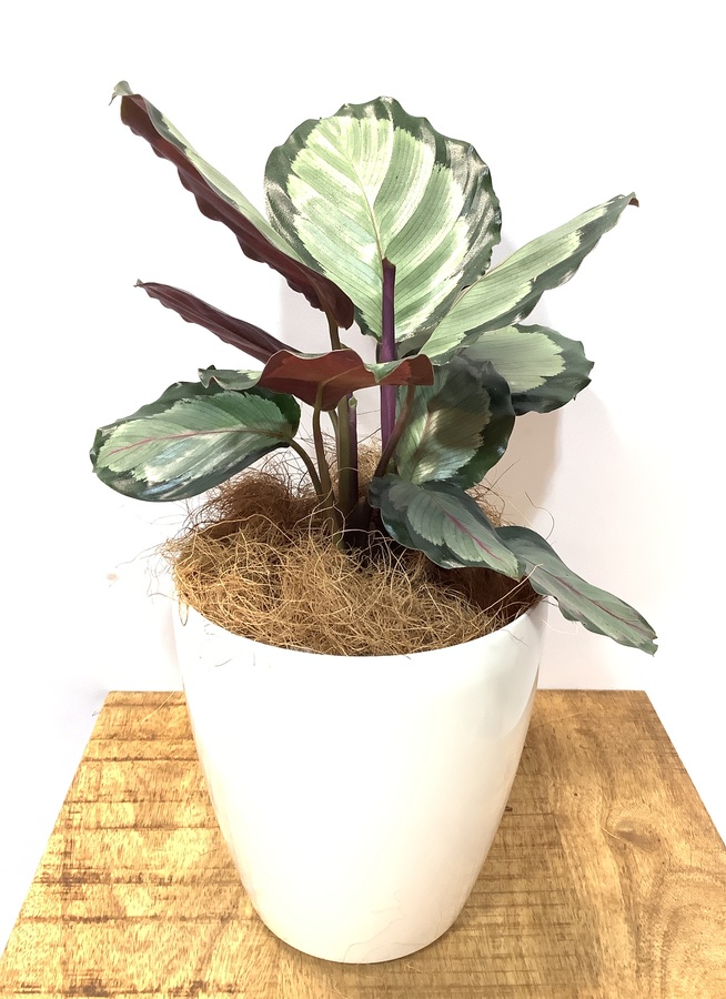 観葉植物 カラテア ノーザンライト 40cm カラテア 5号 観葉植物ならhitohana ひとはな