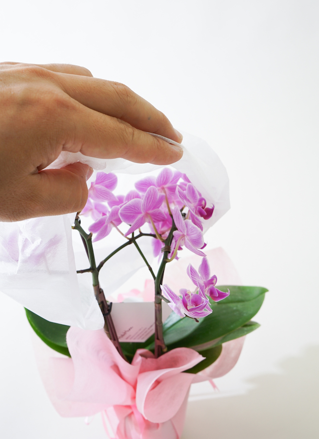 ミニ胡蝶蘭 ピンク 2本立ち テーブルタイプ | 胡蝶蘭ならHitoHana(ひと