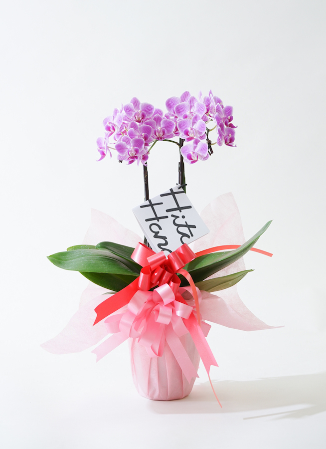 ミニ胡蝶蘭 ピンク 2本立ち テーブルタイプ | 胡蝶蘭ならHitoHana(ひと