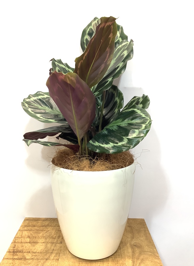 観葉植物 カラテア メダリオン 55cm カラテア 6号 観葉植物ならhitohana ひとはな