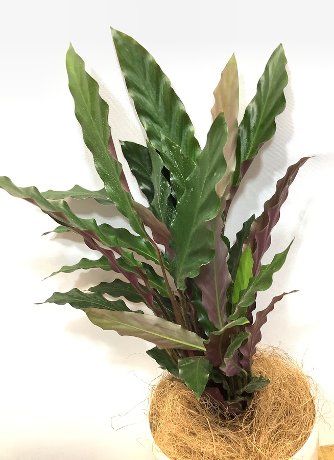 観葉植物 カラテア ルフィバルバ 52cm カラテア 5号 観葉植物ならhitohana ひとはな
