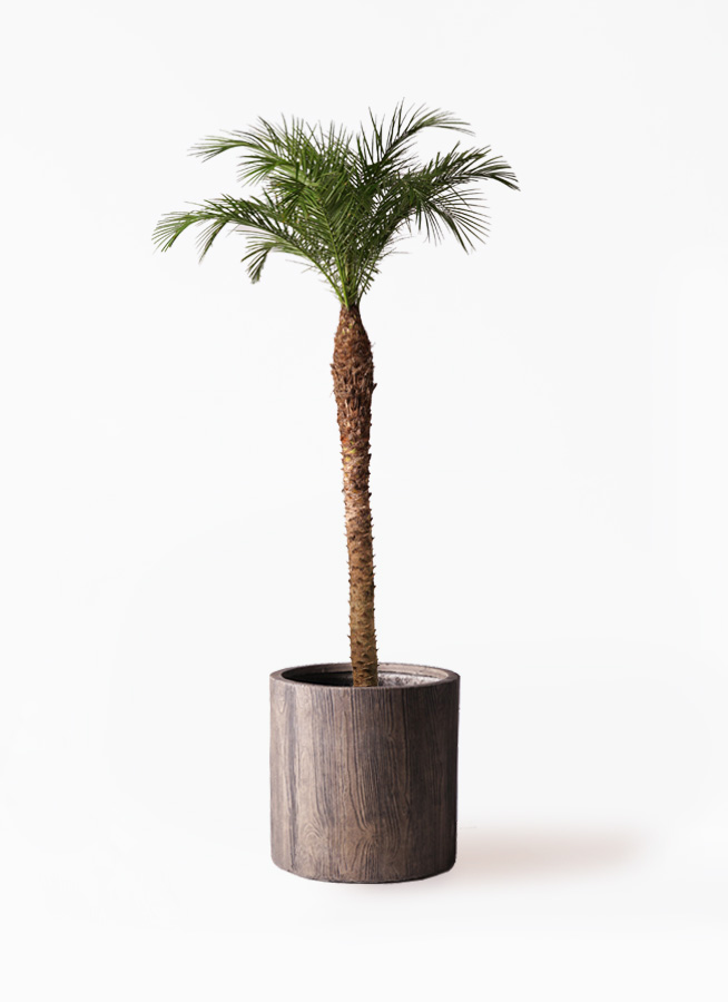 フェニックス　ロベレニー　超大型　245㌢　観葉 植物　ガーデニング フェニックス ロベレニー 超大型 243㌢ 観葉 植物 ガーデニング