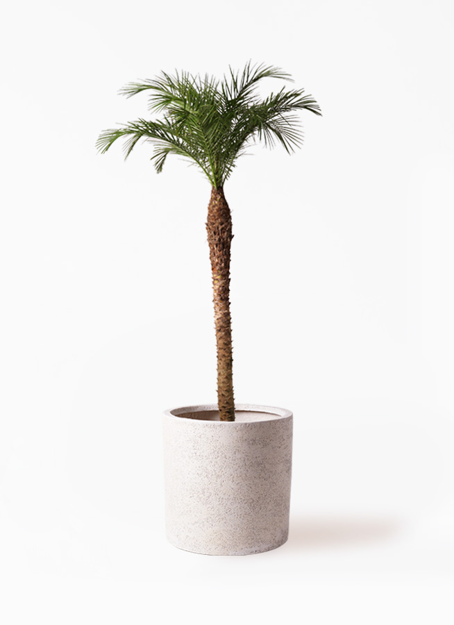 観葉植物 フェニックスロベレニー 10号 セドナロング 墨 付き | 観葉