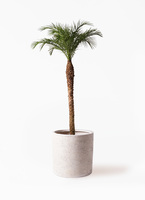 特大　フェニックス　ロベレニー　10号　サンセットゴールド　陶器鉢　植え込み発送 観葉植物 フェニックスロベレニー 8号 フォレストトール