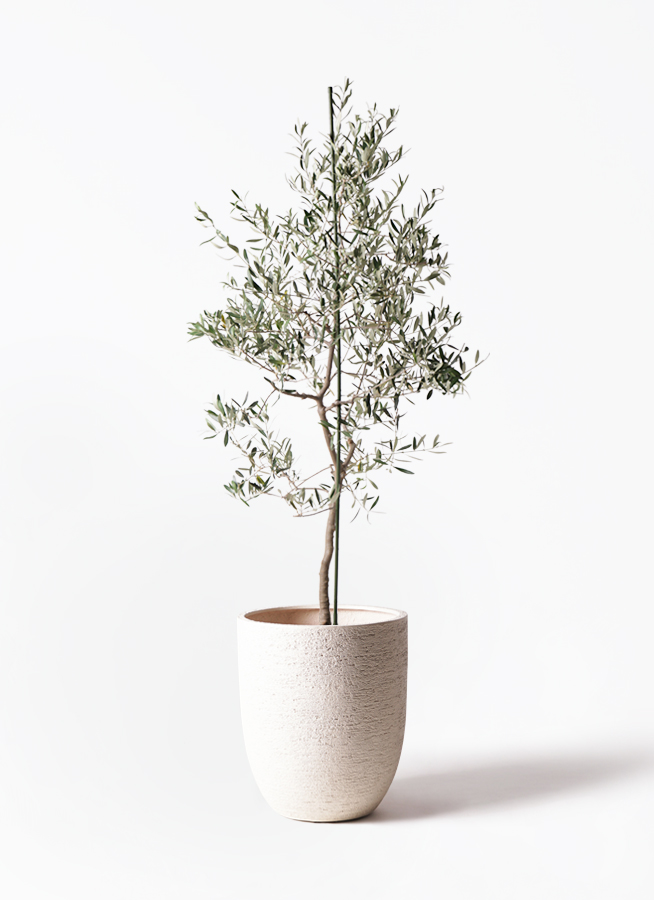 観葉植物 オリーブ 10号 バルネア プラスチック鉢 / 小倉園 | 観葉植物