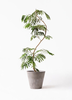 観葉植物 エバーフレッシュ 10号 曲り アートストーン ラウンド グレー