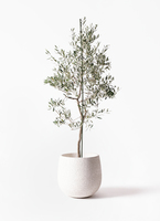 観葉植物 オリーブ 10号 バルネア プラスチック鉢 / 小倉園 | 観葉植物