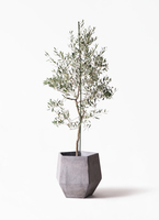 観葉植物 オリーブの木 10号 バルネア エコストーンGray 付き 観葉植物 オリーブの木 10号 バルネア エコストーンGray 付き