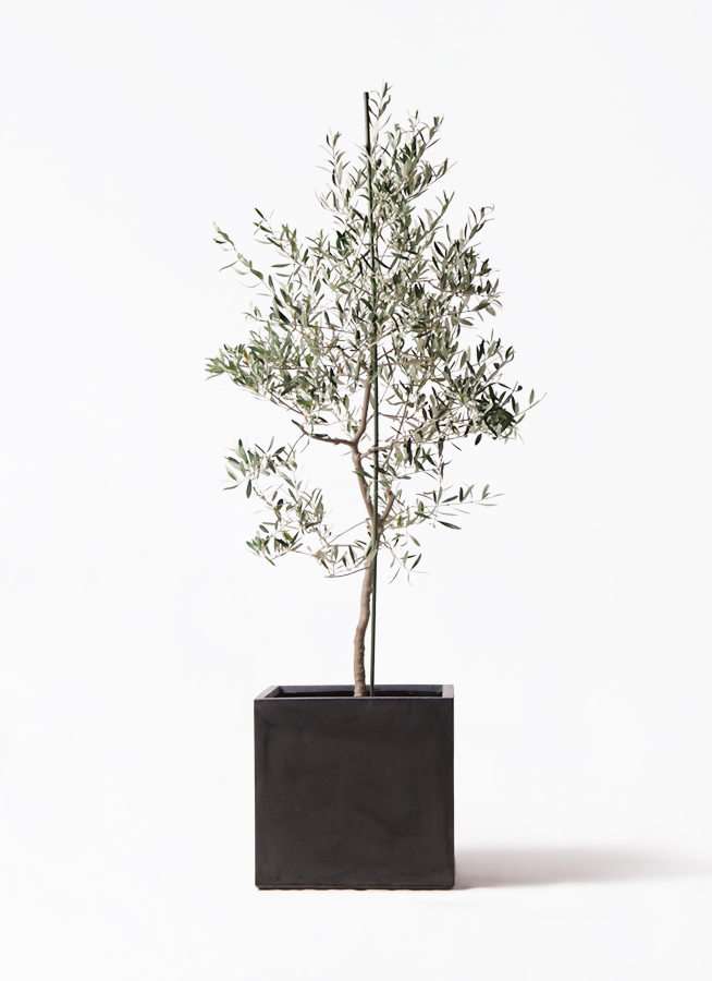 オリーブの木 バルネア | 観葉植物 | 送料無料でお届け - Hitohana
