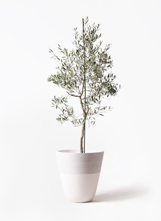 オリーブの木 バルネア | 観葉植物 | 送料無料でお届け - Hitohana