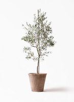 観葉植物 オリーブ 10号 バルネア プラスチック鉢 / 小倉園 | 観葉植物