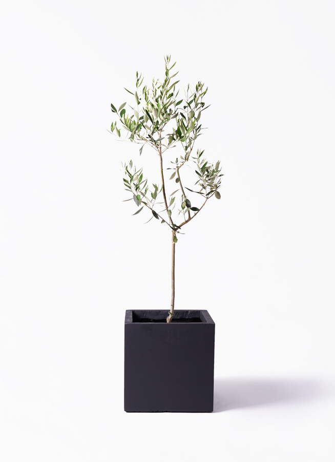 オリーブの木 カラマタ | 観葉植物通販HitoHana(ひとはな)