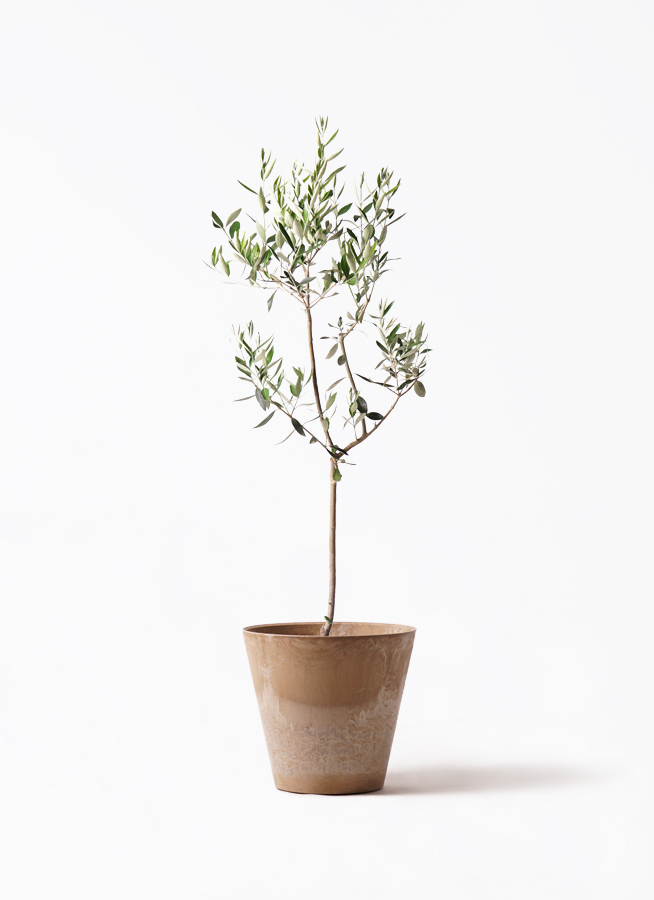 オリーブの木 カラマタ | 観葉植物通販HitoHana(ひとはな)