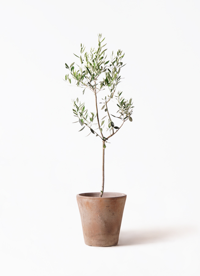 オリーブの木 カラマタ | 観葉植物通販HitoHana(ひとはな)