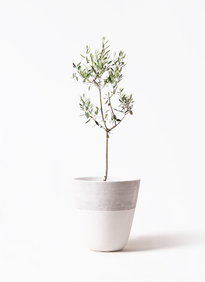 オリーブの木　カラマタ オリーブの木 カラマタ | 観葉植物通販HitoHana(ひとはな)