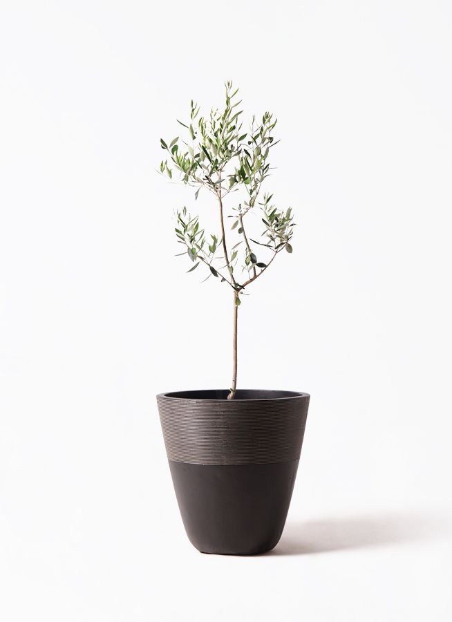 オリーブの木 カラマタ | 観葉植物通販HitoHana(ひとはな)