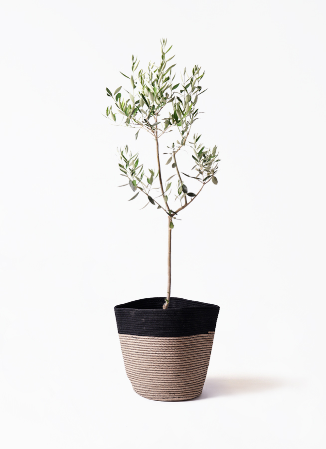オリーブの木 カラマタ | 観葉植物通販HitoHana(ひとはな)
