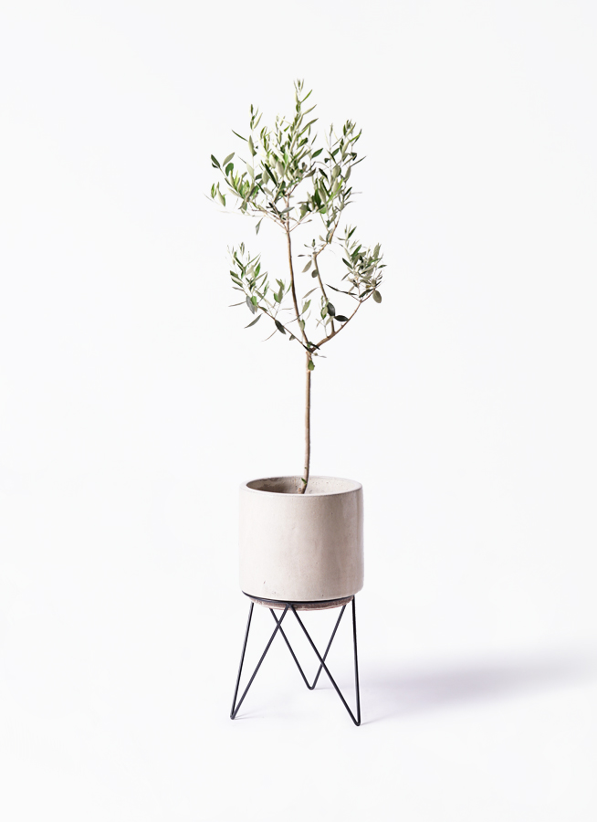 オリーブの木 カラマタ | 観葉植物通販HitoHana(ひとはな)