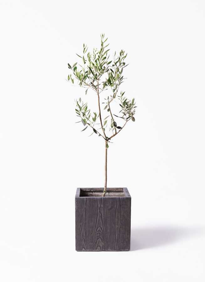 オリーブの木 カラマタ | 観葉植物通販HitoHana(ひとはな)
