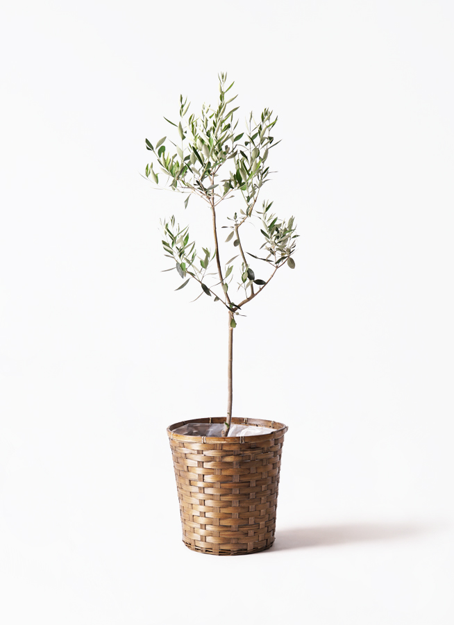 オリーブの木 カラマタ | 観葉植物通販HitoHana(ひとはな)