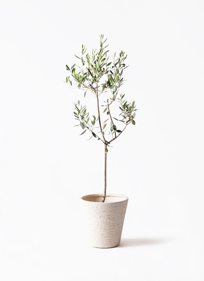 観葉植物 オリーブの木 8号 カラマタ プラスチック鉢 / 小倉園 | 観葉