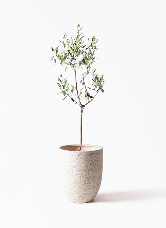 オリーブの木　カラマタ オリーブの木 カラマタ | 観葉植物通販HitoHana(ひとはな)